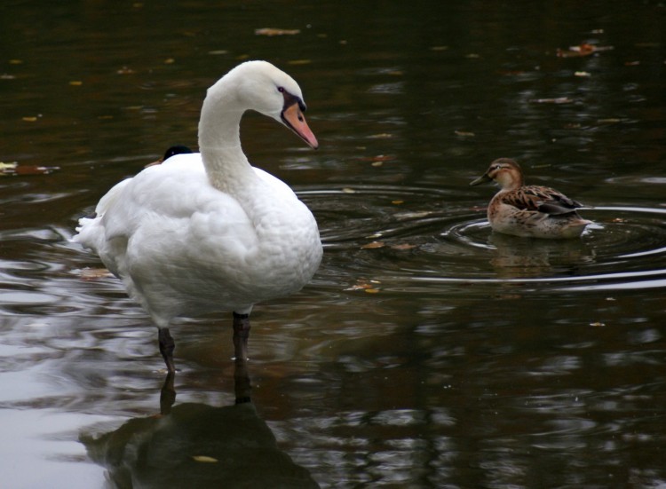 Fonds d'cran Animaux Oiseaux - Canards Wallpaper N288272