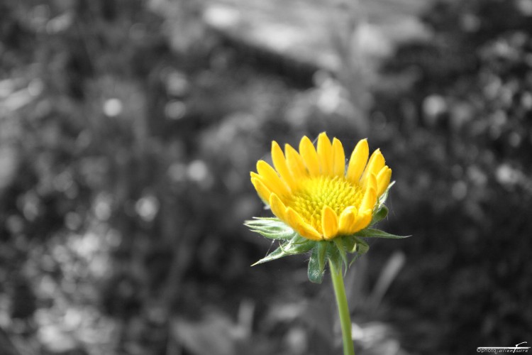 Wallpapers Nature Flowers Yellow flower