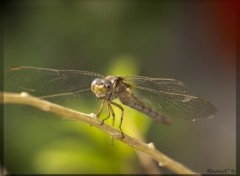 Fonds d'cran Animaux Libellule V