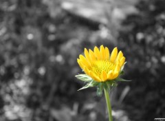 Fonds d'cran Nature Yellow flower