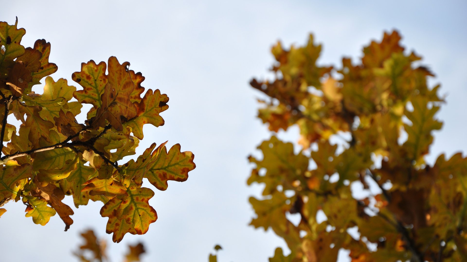 Wallpapers Nature Leaves - Foliage feuilles d'automne