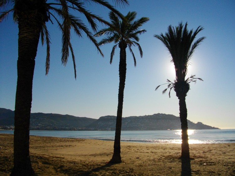 Fonds d'cran Nature Mers - Ocans - Plages cocotiers sur la plage