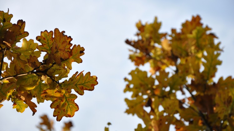 Fonds d'cran Nature Feuilles - Feuillages feuilles d'automne