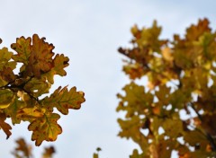 Fonds d'cran Nature feuilles d'automne