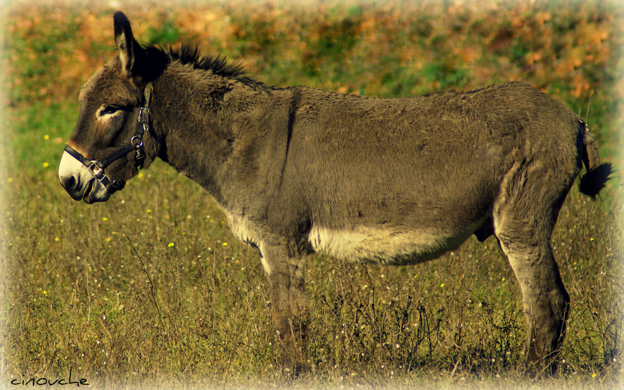 Wallpapers Animals Donkeys Dans la prairie...