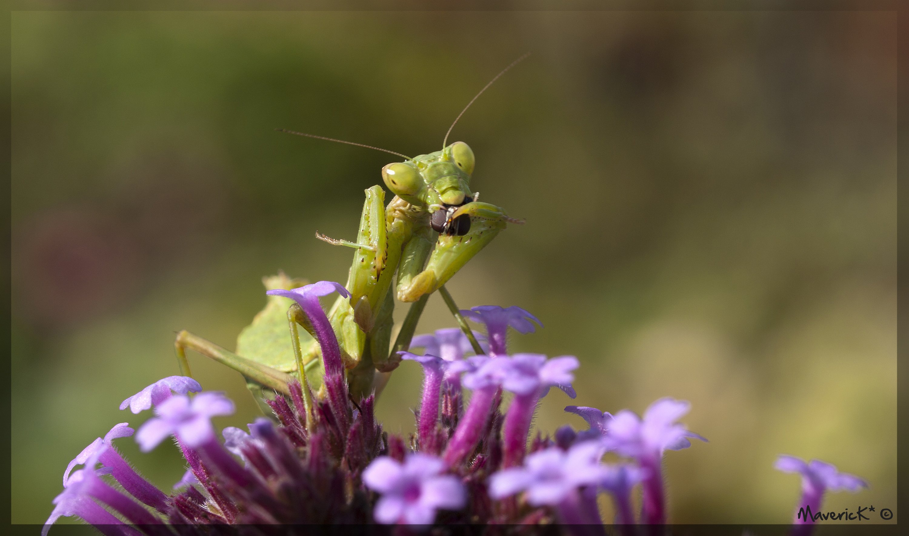 Fonds d'cran Animaux Insectes - Mantes religieuses Sandwich  la mouche