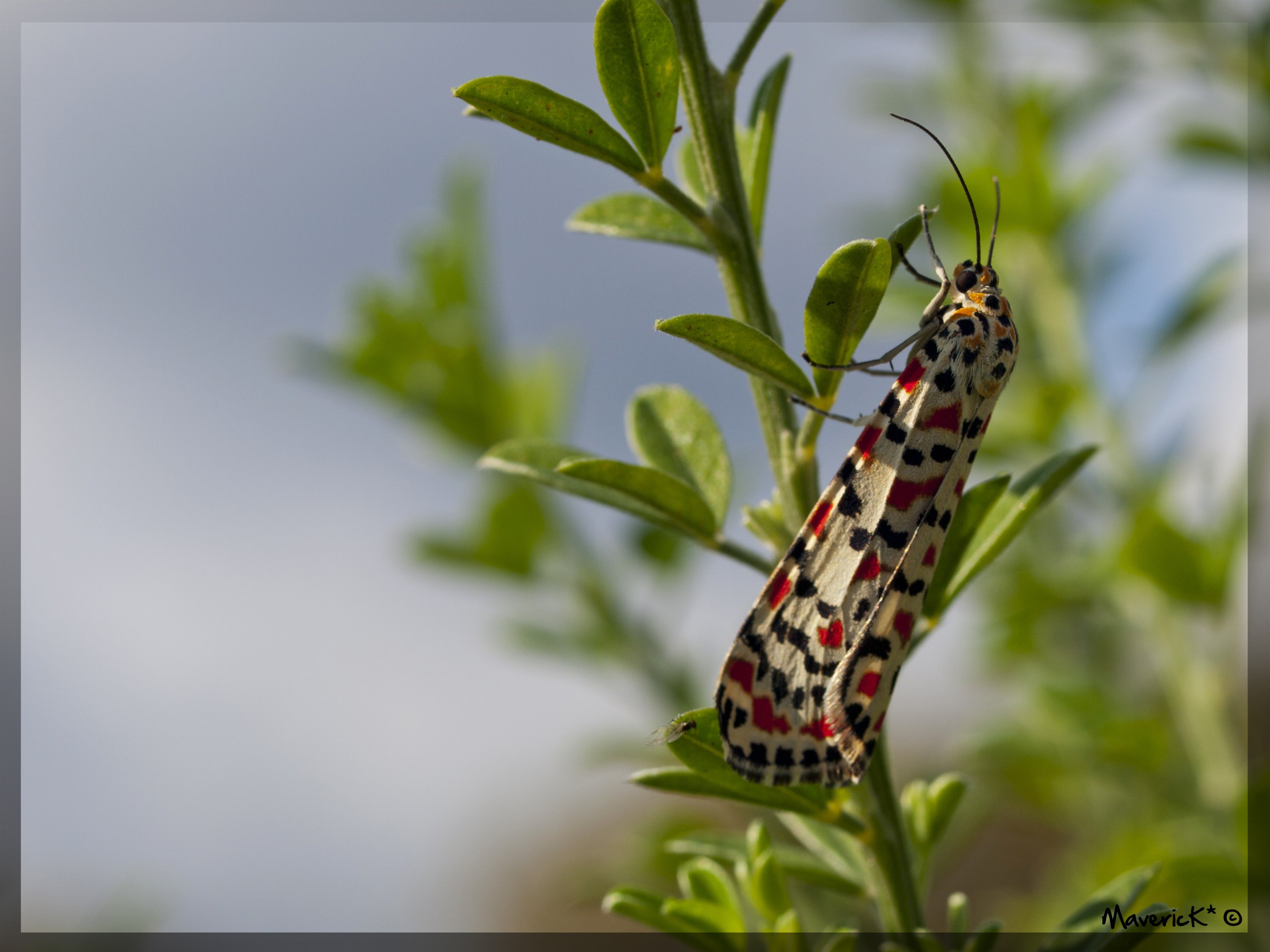 Wallpapers Animals Insects - Butterflies Papillon d'automne