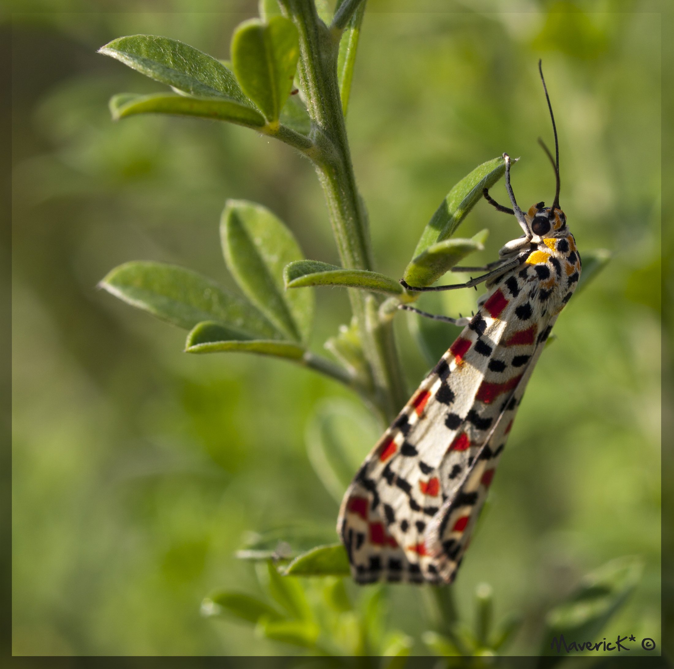 Fonds d'cran Animaux Insectes - Papillons Papillon d'automne 3