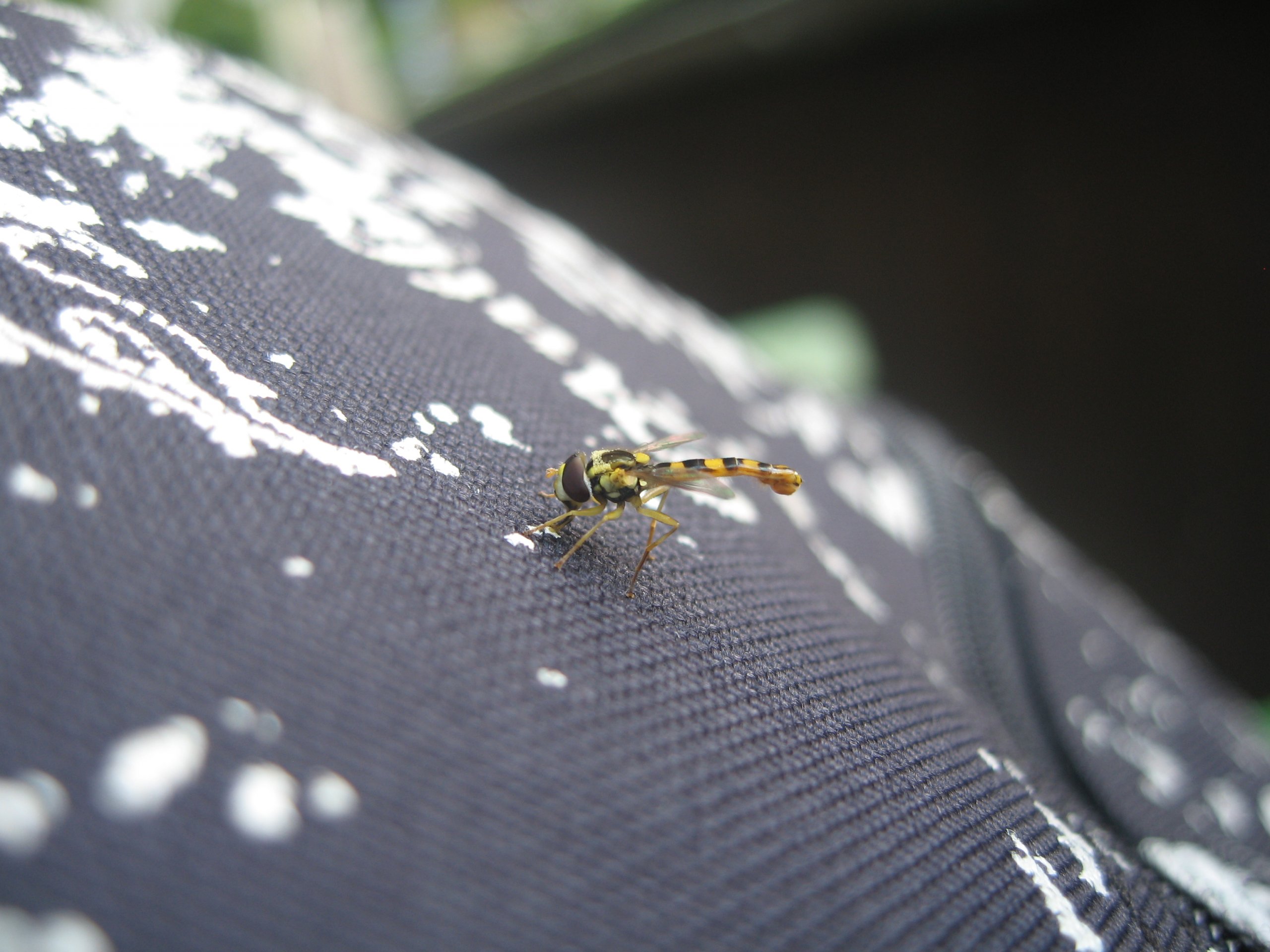 Fonds d'cran Animaux Insectes - Abeilles Gupes ... 