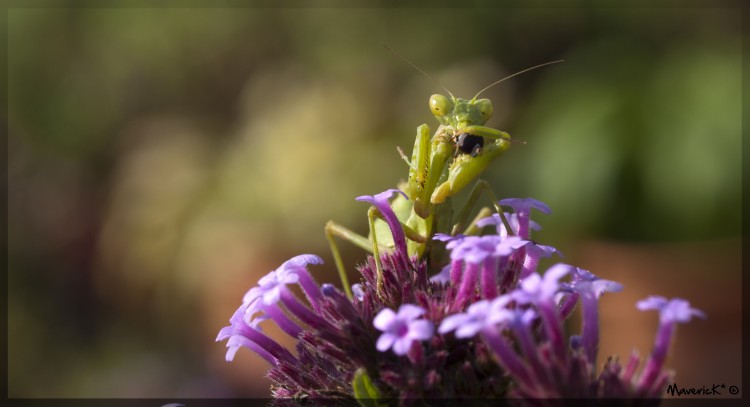 Fonds d'cran Animaux Insectes - Mantes religieuses Festin de mouche