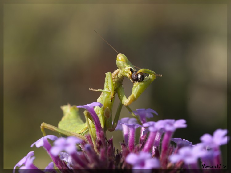 Fonds d'cran Animaux Insectes - Mantes religieuses Festin de mouche 2