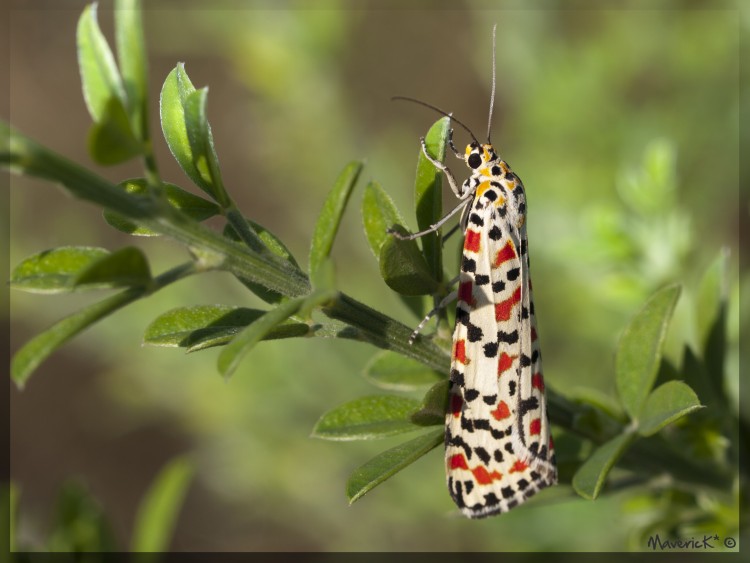 Fonds d'cran Animaux Insectes - Papillons Papillon d'automne 4