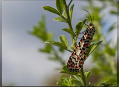 Fonds d'cran Animaux Papillon d'automne