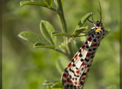 Wallpapers Animals Papillon d'automne 3