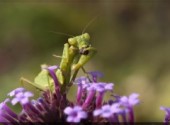 Fonds d'cran Animaux Sandwich  la mouche