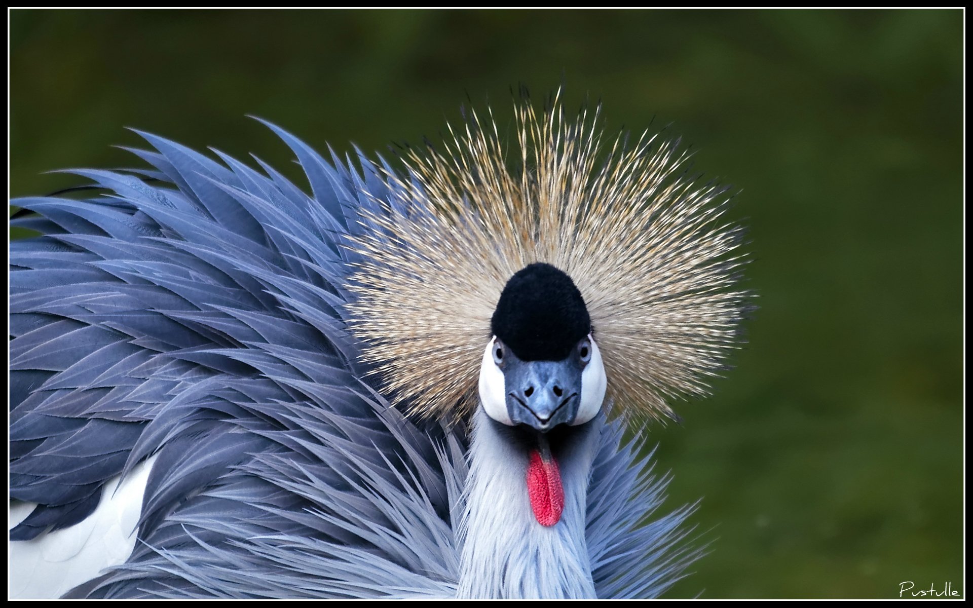 Fonds d'cran Animaux Oiseaux - Divers 