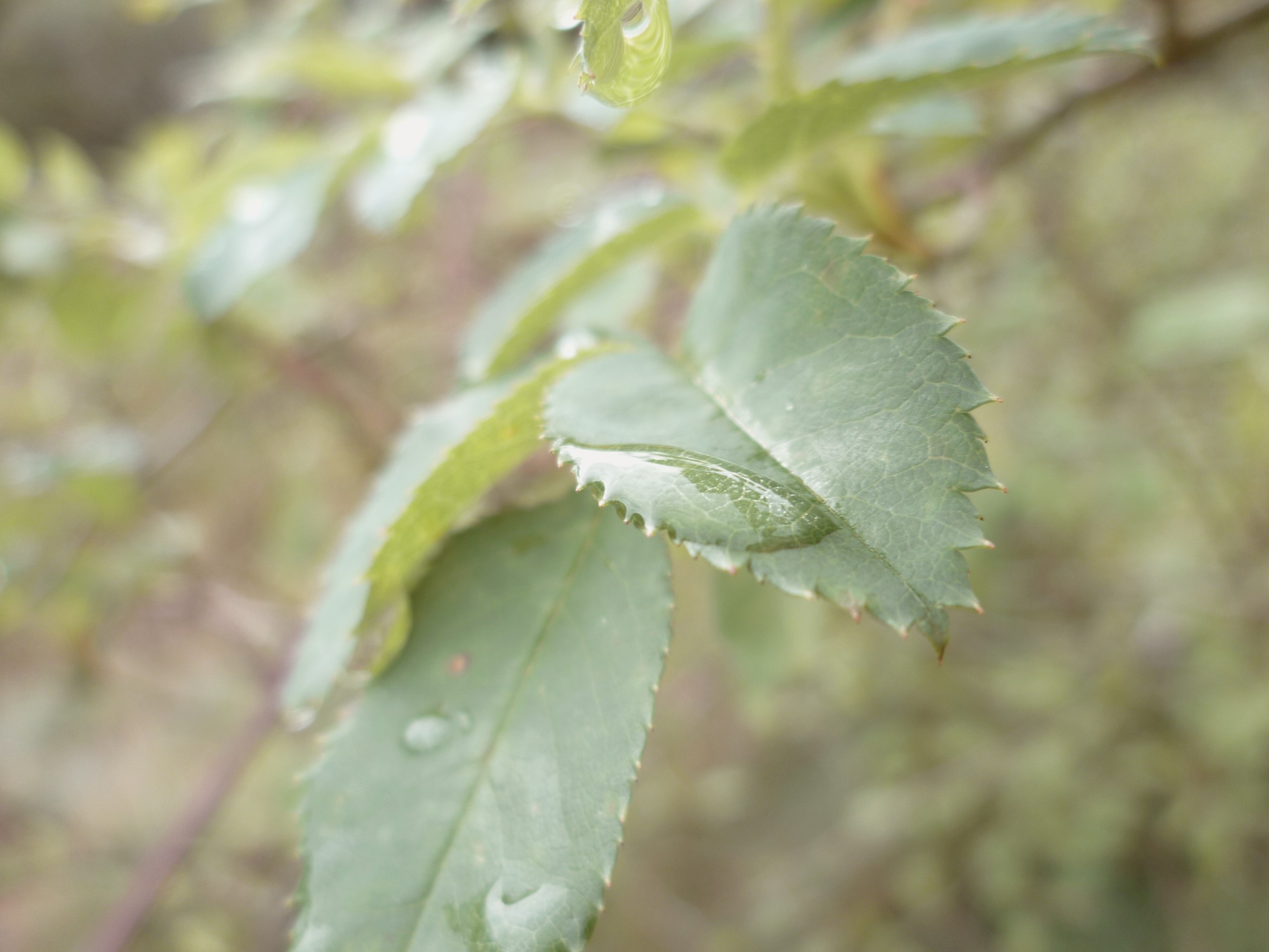 Wallpapers Nature Leaves - Foliage Rose