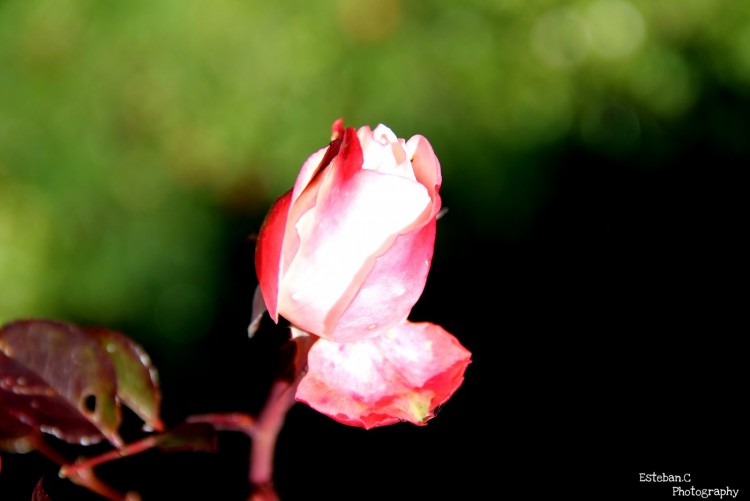 Fonds d'cran Nature Fleurs rose