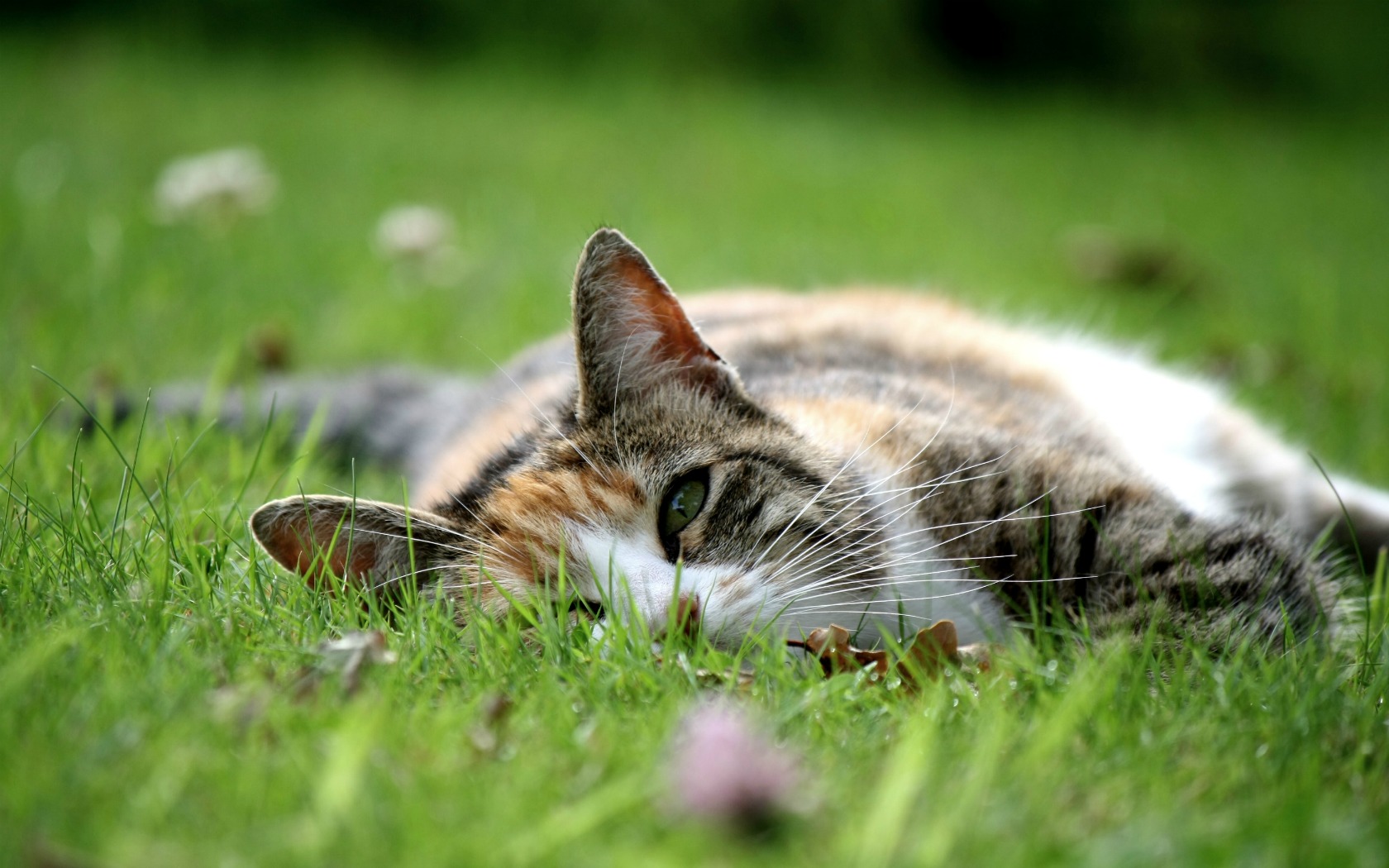 Wallpapers Animals Cats - Kittens Chat dans l'herbe