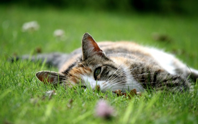 Fonds d'cran Animaux Chats - Chatons Chat dans l'herbe