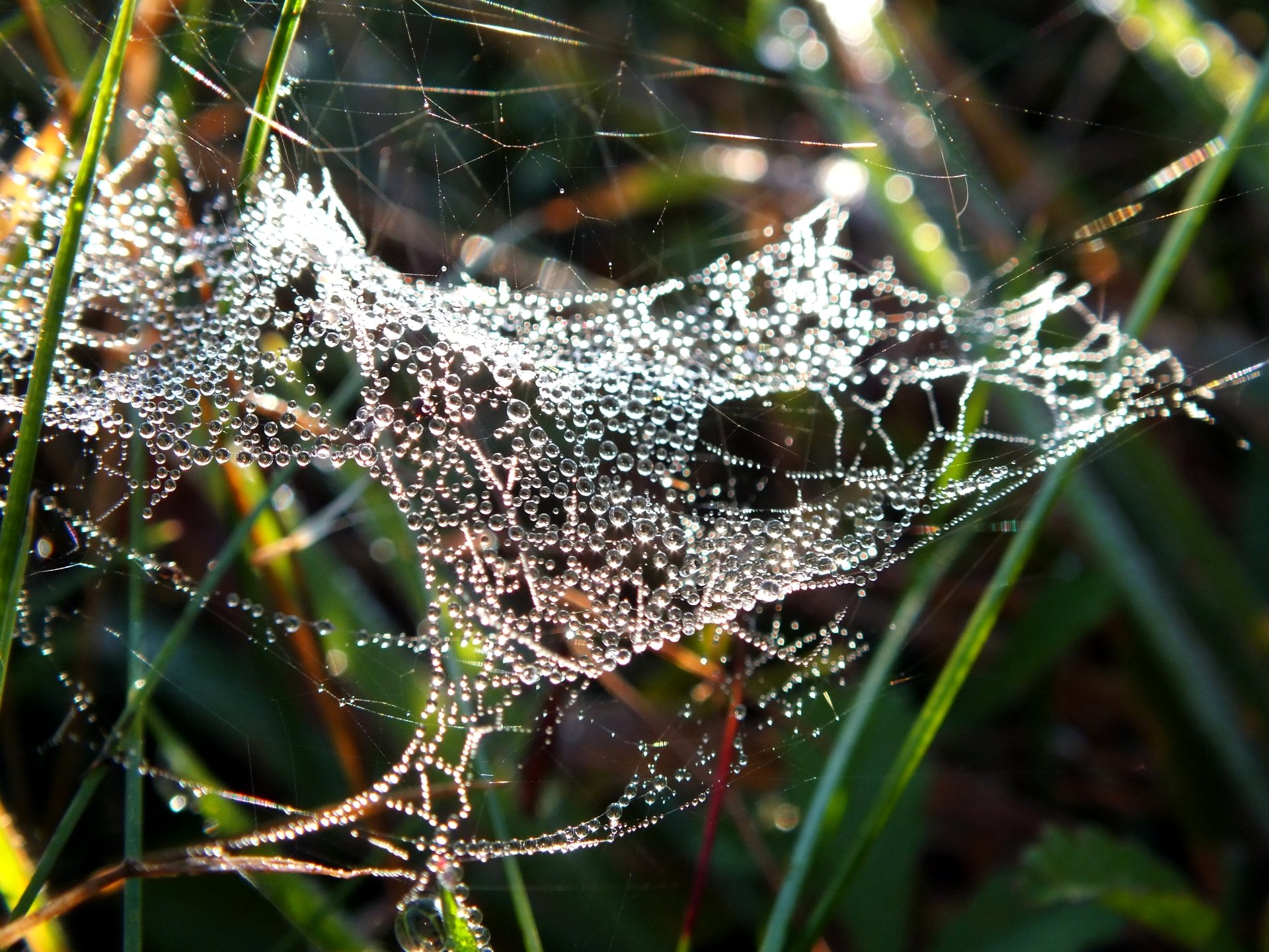 Wallpapers Nature Water - Drops toile de perle