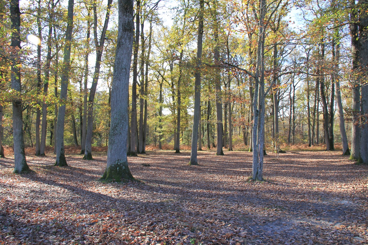 Wallpapers Nature Trees - Forests Fort d'Orlans