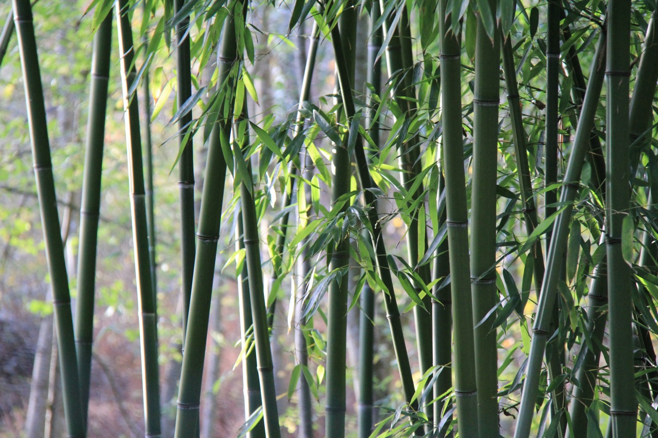 Fonds d'cran Nature Feuilles - Feuillages Il est o le joli Panda ???