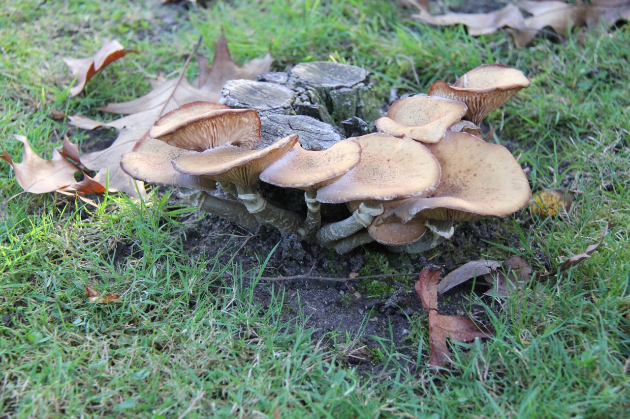 Wallpapers Nature Mushrooms Restons 