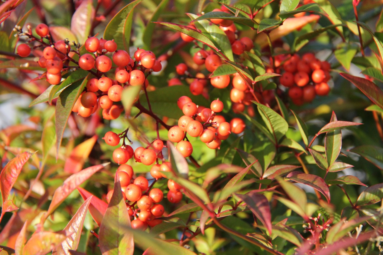 Fonds d'cran Nature Plantes - Arbustes Petites clmentines pour oiseaux ...