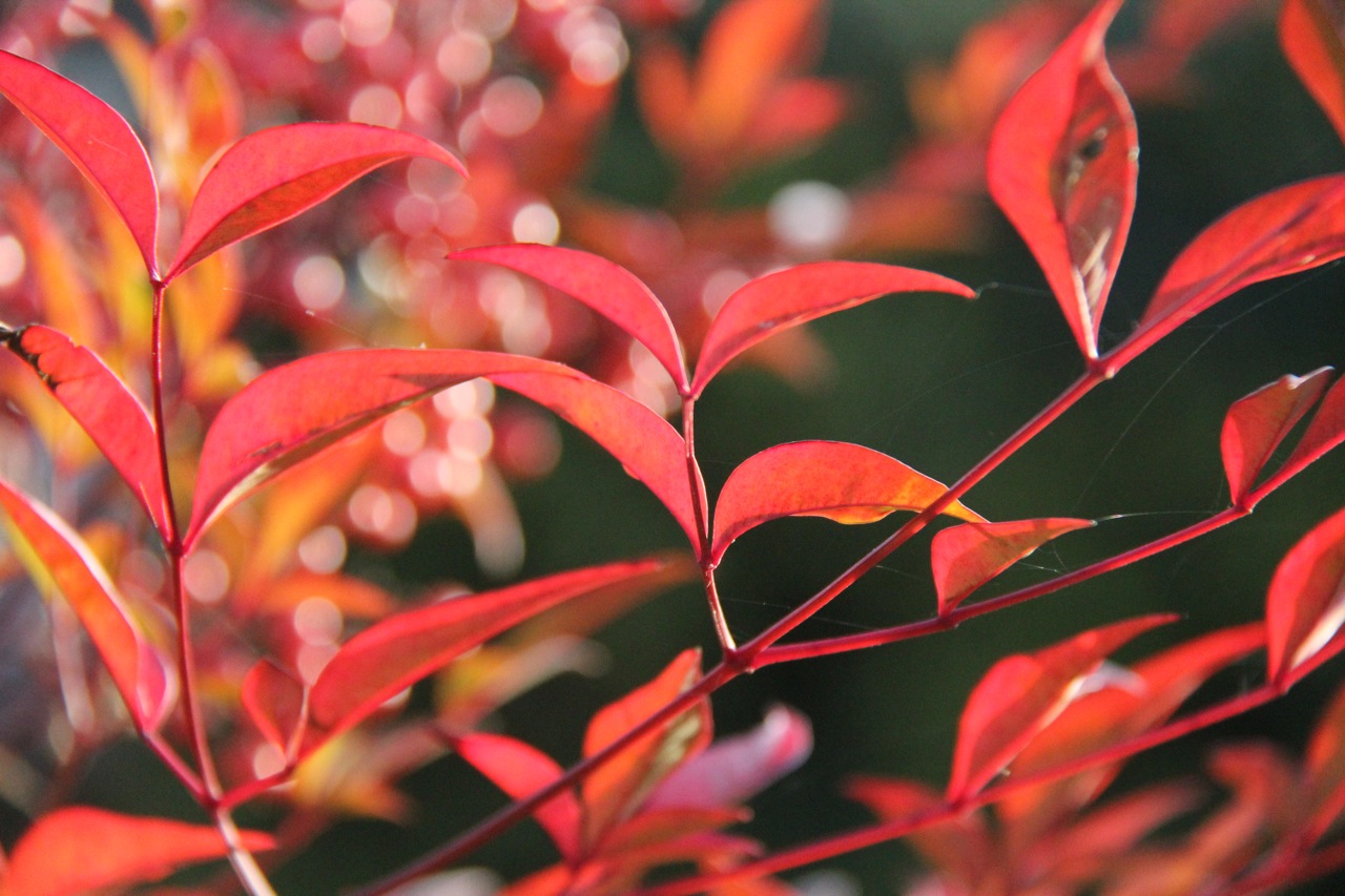 Wallpapers Nature Leaves - Foliage Un rouge explosif !