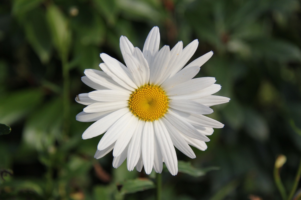 Fonds d'cran Nature Fleurs Incroyable ... Une margueritte un 14 novembre !!!