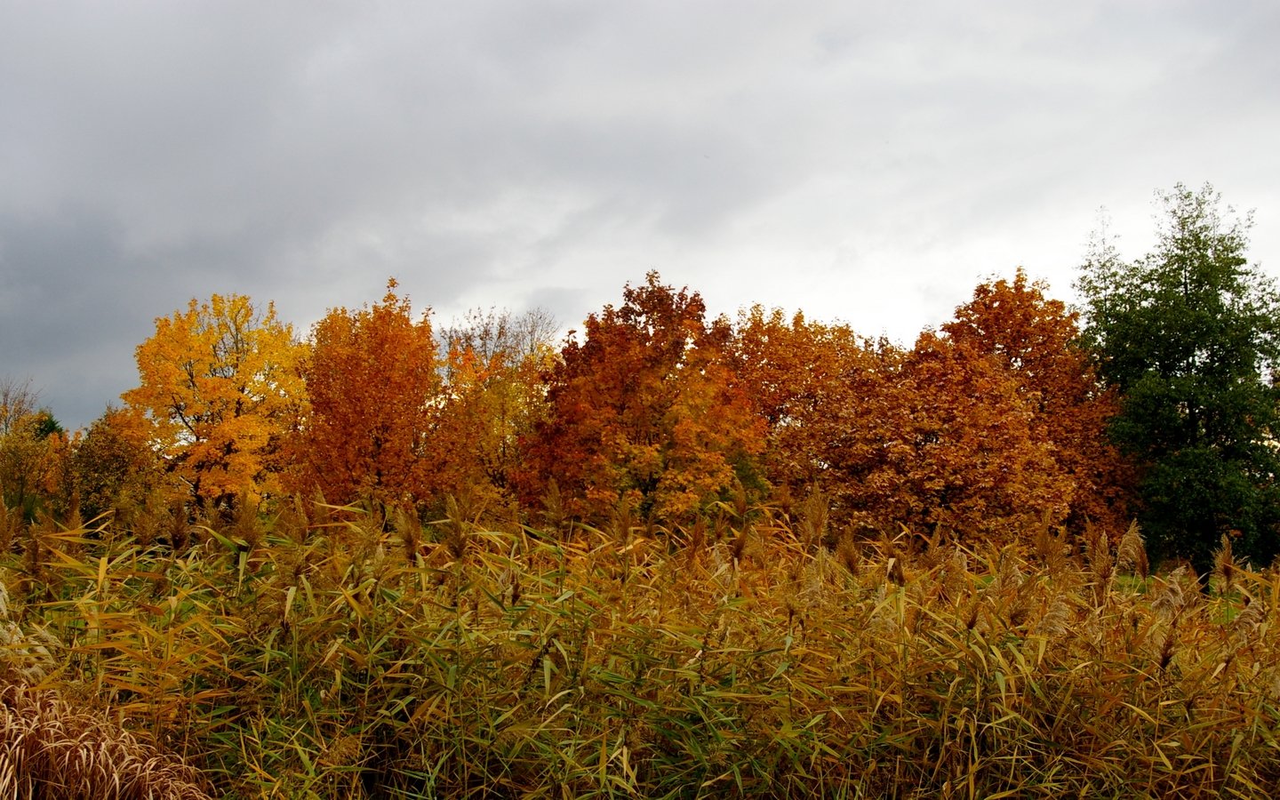 Wallpapers Nature Seasons - Fall dernieres feuilles