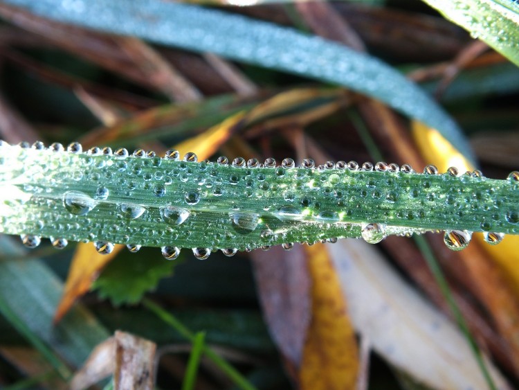 Wallpapers Nature Water - Drops perles de rose