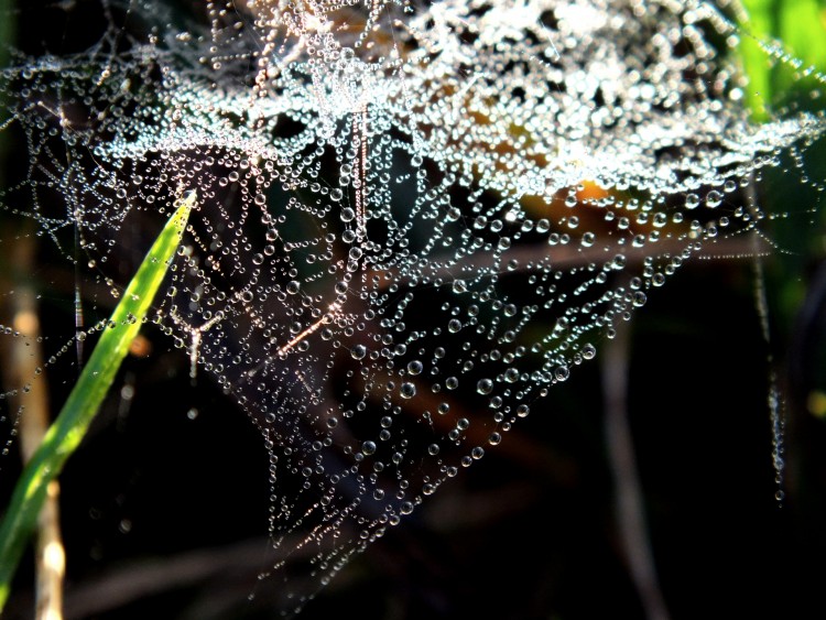 Wallpapers Nature Water - Drops gote en suspension  