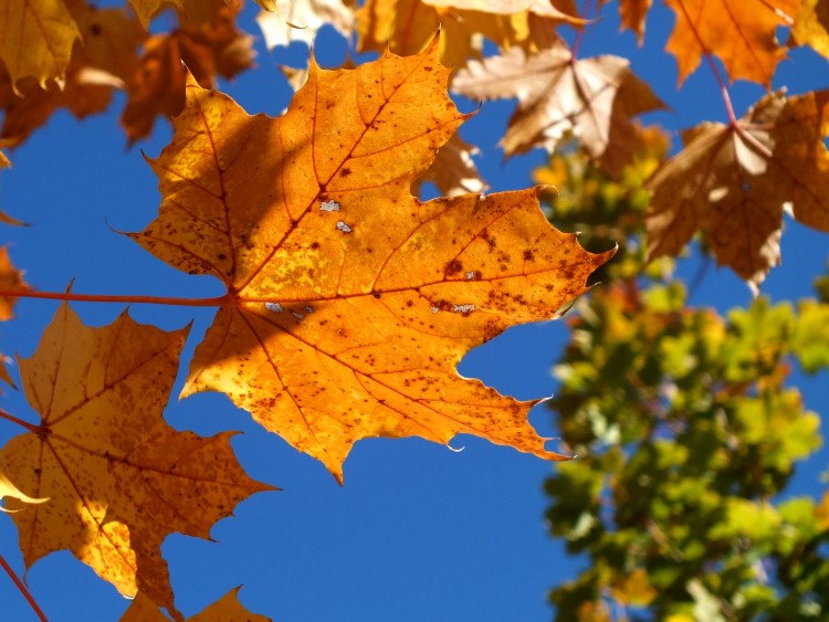 Fonds d'cran Nature Feuilles - Feuillages feuilles d'automne