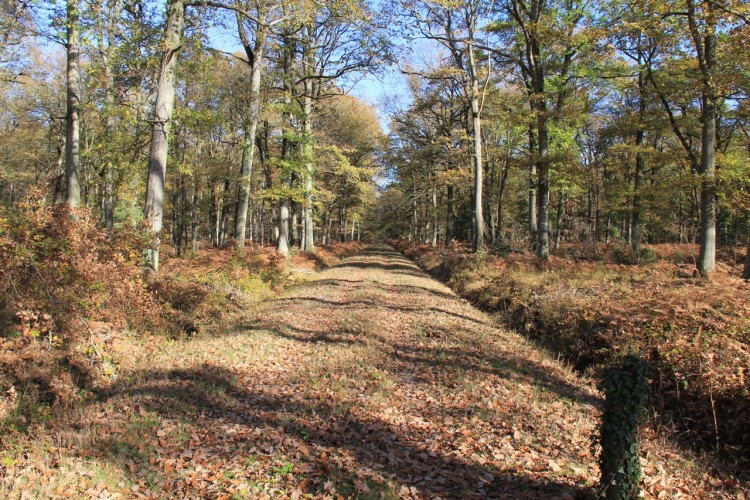 Fonds d'cran Nature Arbres - Forts Droit devant ...