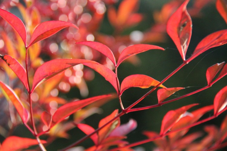 Fonds d'cran Nature Feuilles - Feuillages Un rouge explosif !