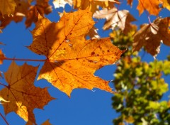 Fonds d'cran Nature feuilles d'automne