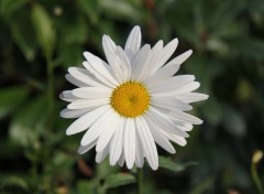 Wallpapers Nature Incroyable ... Une margueritte un 14 novembre !!!