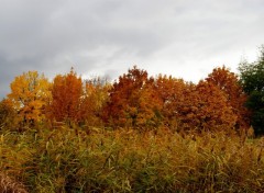 Fonds d'cran Nature dernieres feuilles