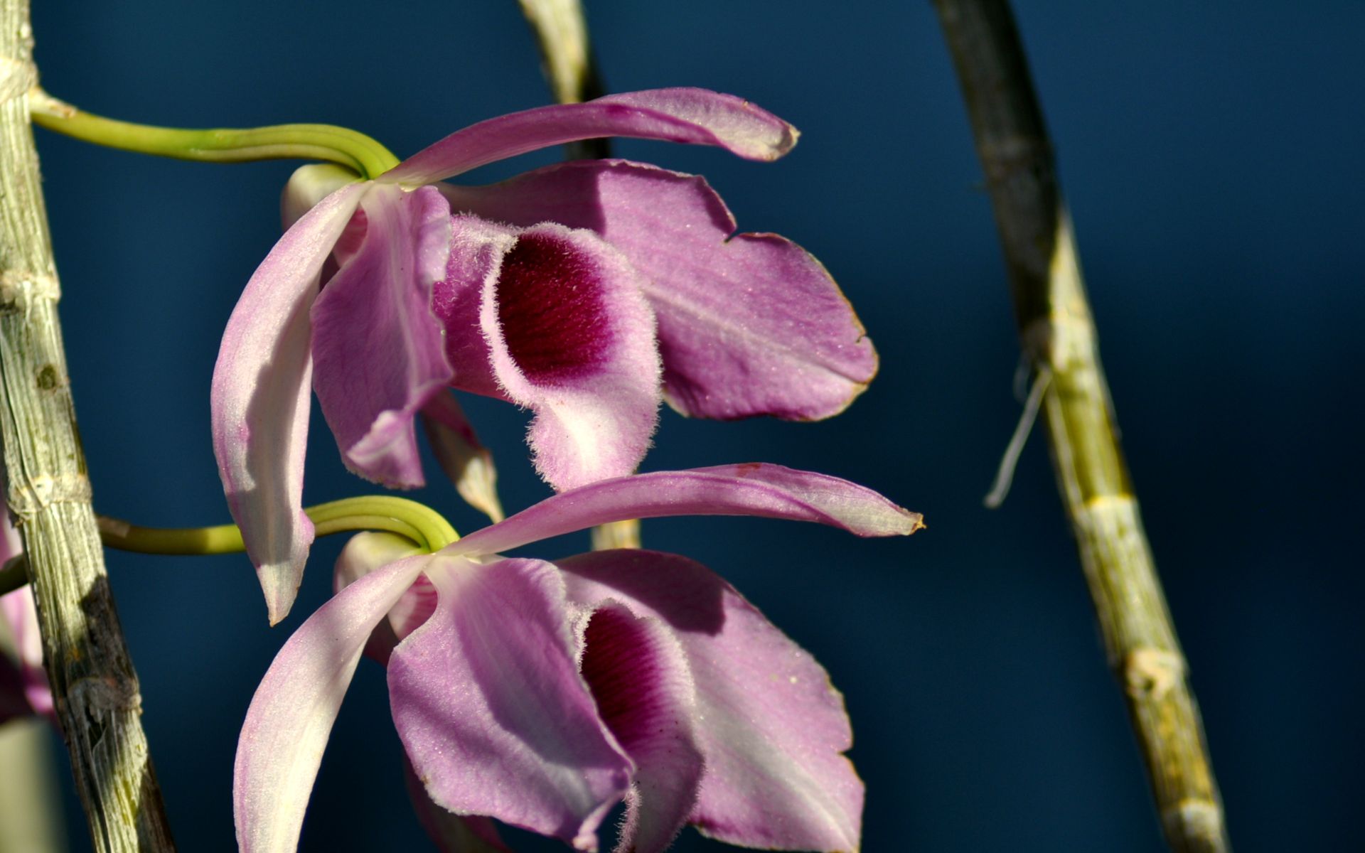 Fonds d'cran Nature Fleurs Orchide liane