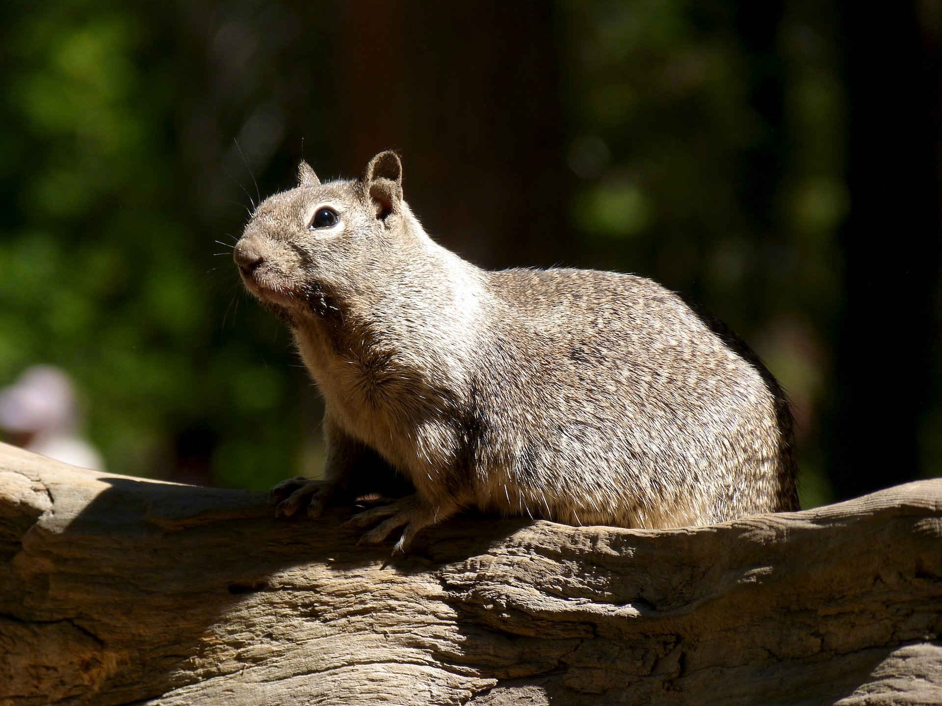 Wallpapers Animals Rodents - Squirrels 