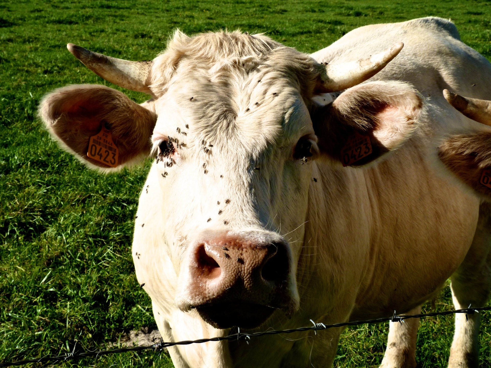 Fonds d'cran Animaux Vaches - Taureaux - Boeufs Meuh meuh