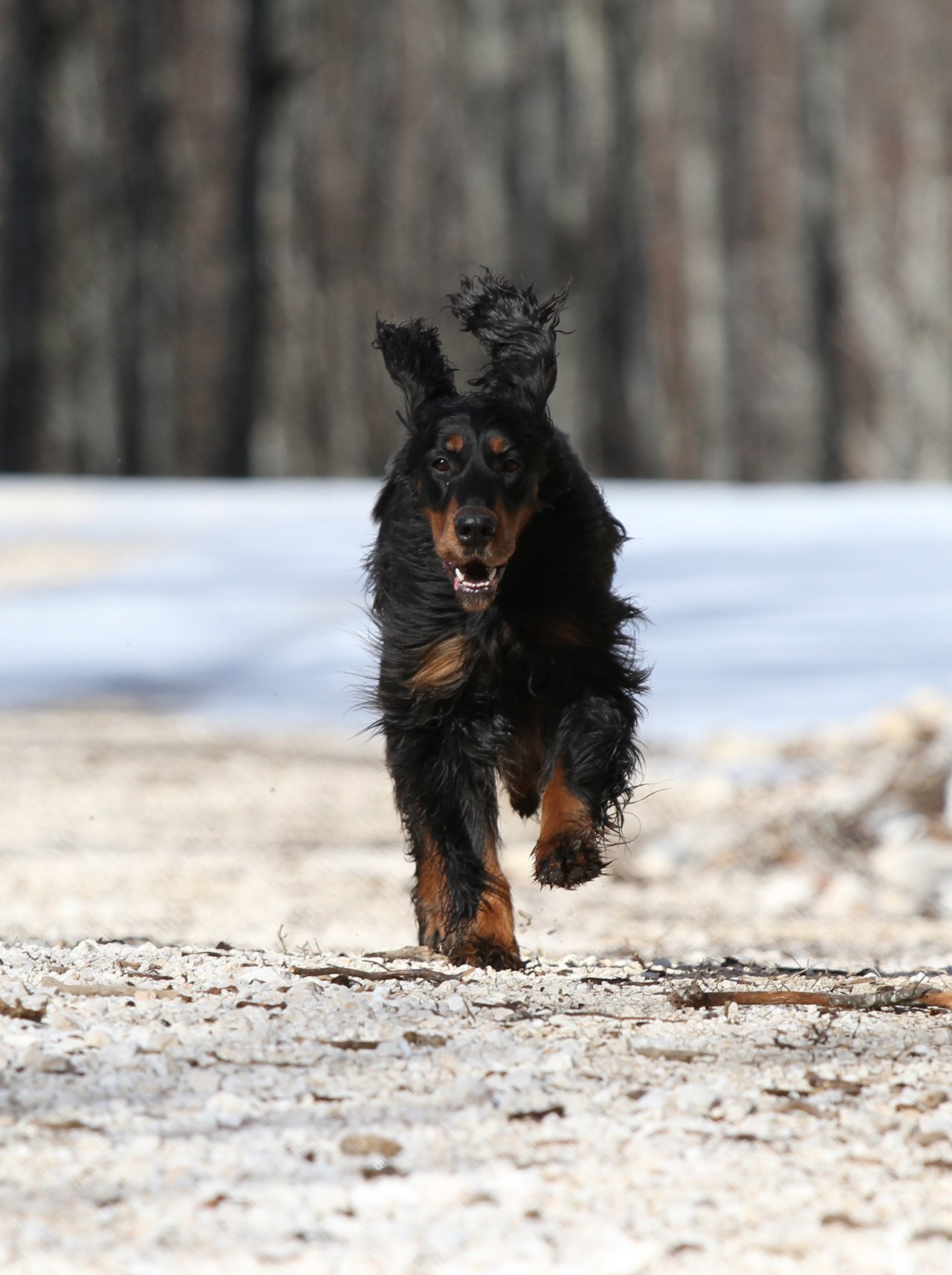 Fonds d'cran Animaux Chiens 