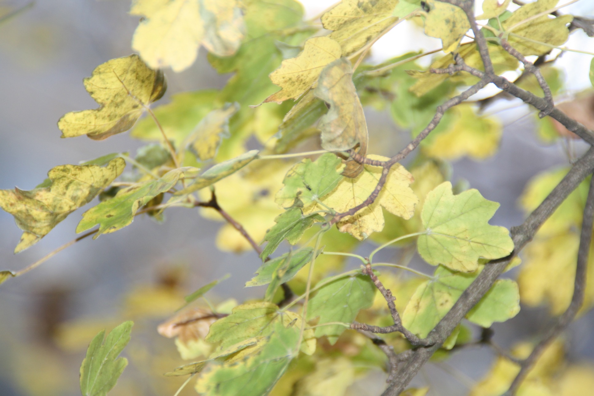 Fonds d'cran Nature Feuilles - Feuillages Feuillage 