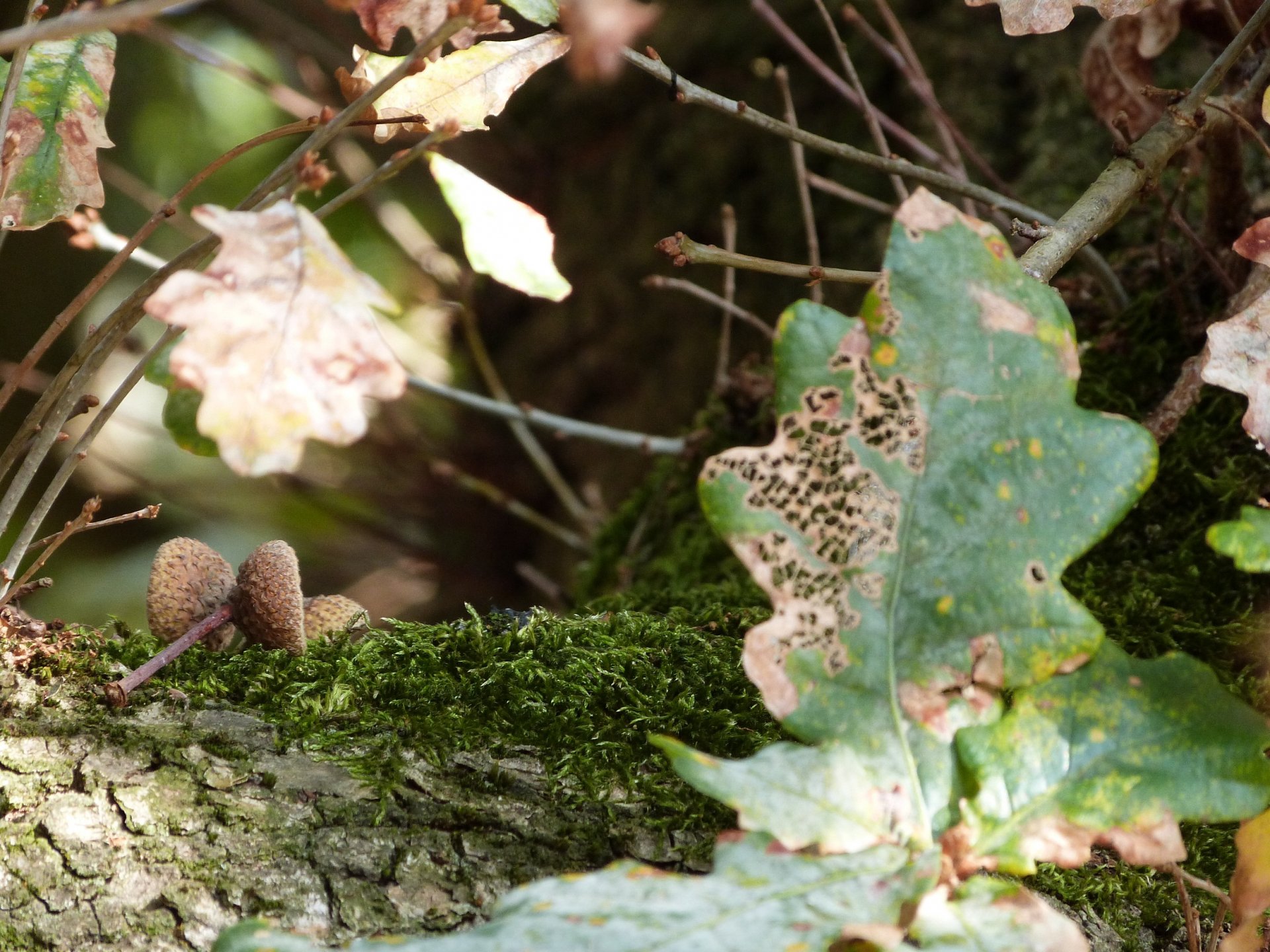 Wallpapers Nature Trees - Forests Bel Automne 