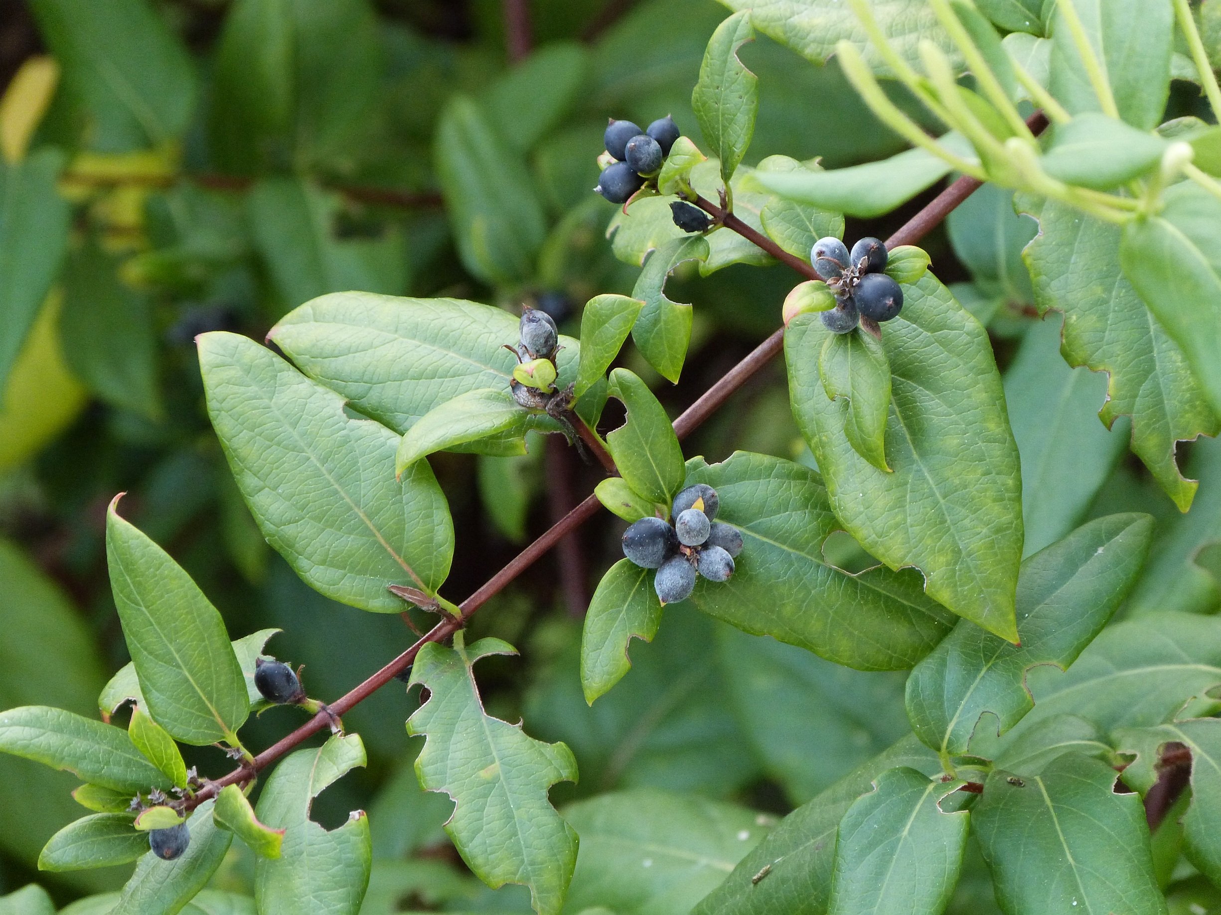 Wallpapers Nature Leaves - Foliage Fruits comestibles ?