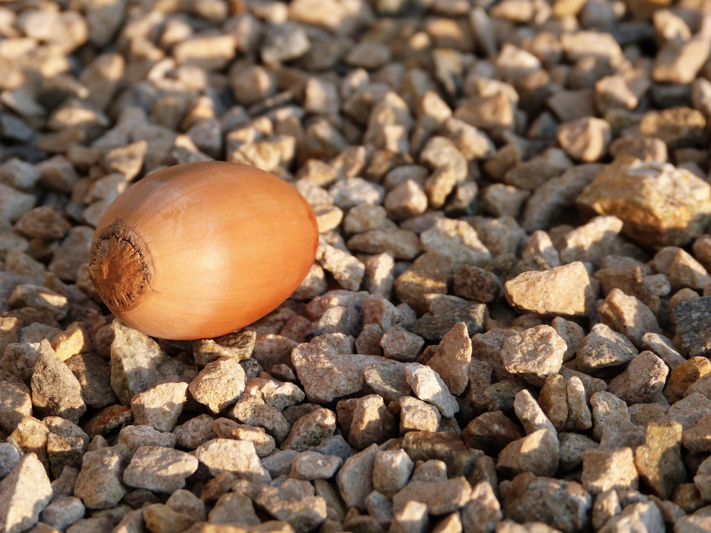 Wallpapers Nature Fruits Oui, c'est bien un gland