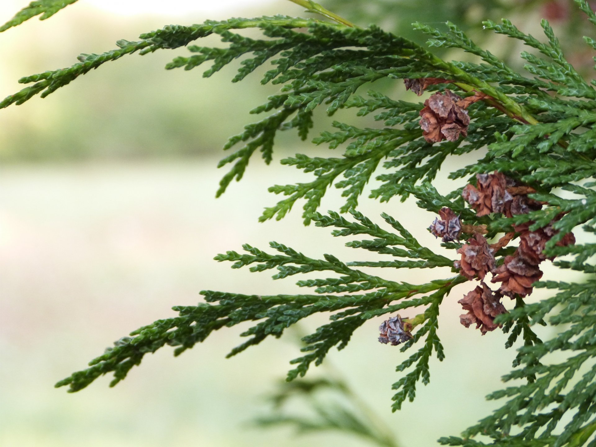 Fonds d'cran Nature Arbres - Forts L'hiver est l!