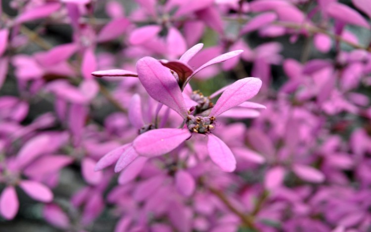 Fonds d'cran Nature Fleurs Rose bonbon